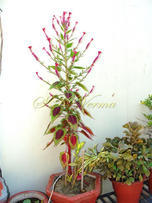  Plant